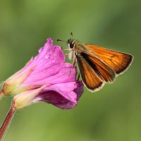 Small Skipper 5 